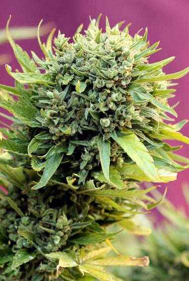 Dairy Queen TGA Subcool Seeds.jpg